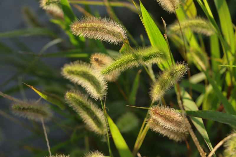 秋日狗尾草