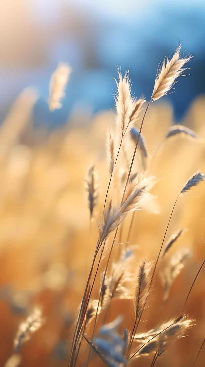 秋季唯美自然景色小草枯黄色