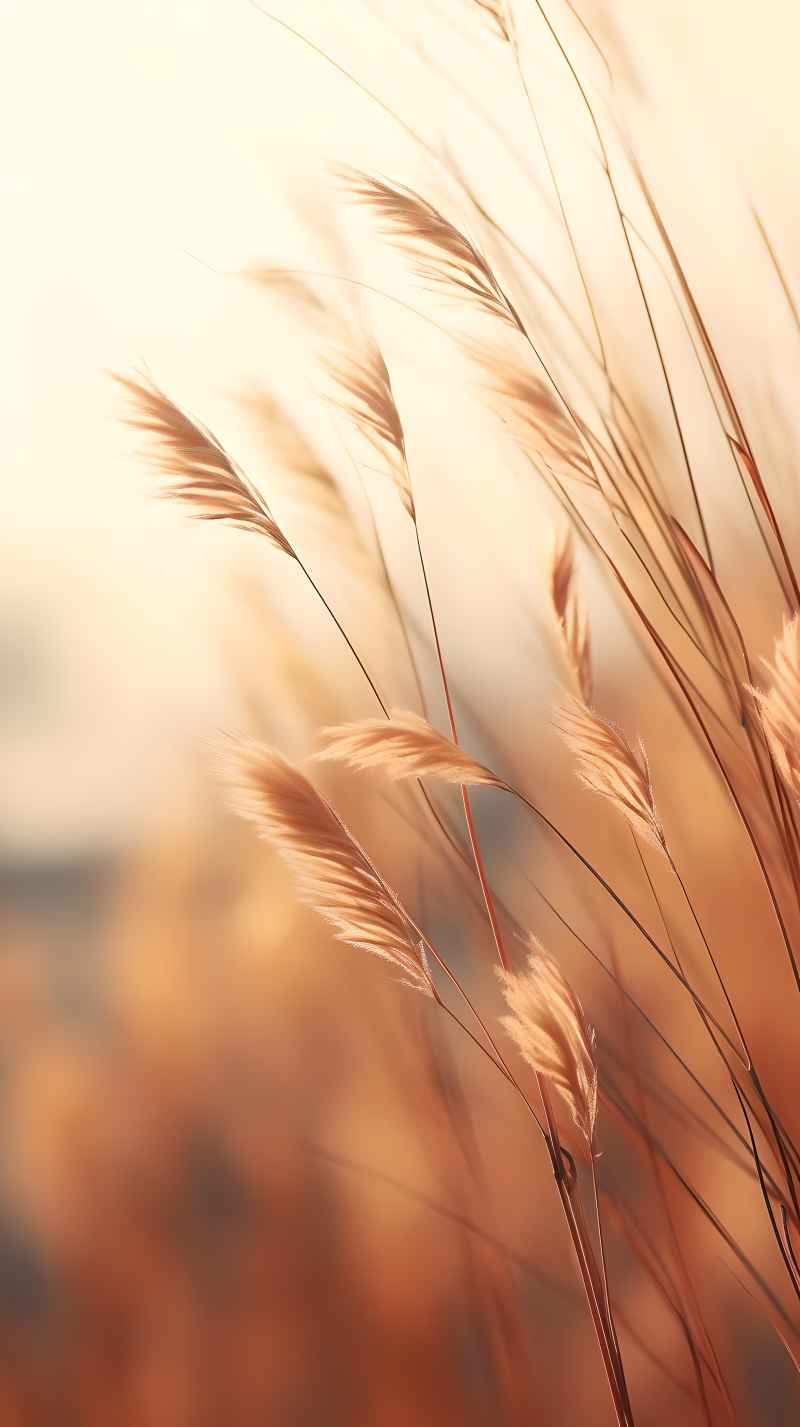 秋季唯美自然景色小草枯黄色