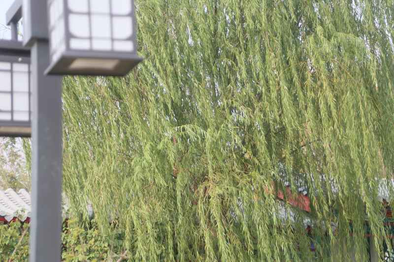 沧州扫街 4