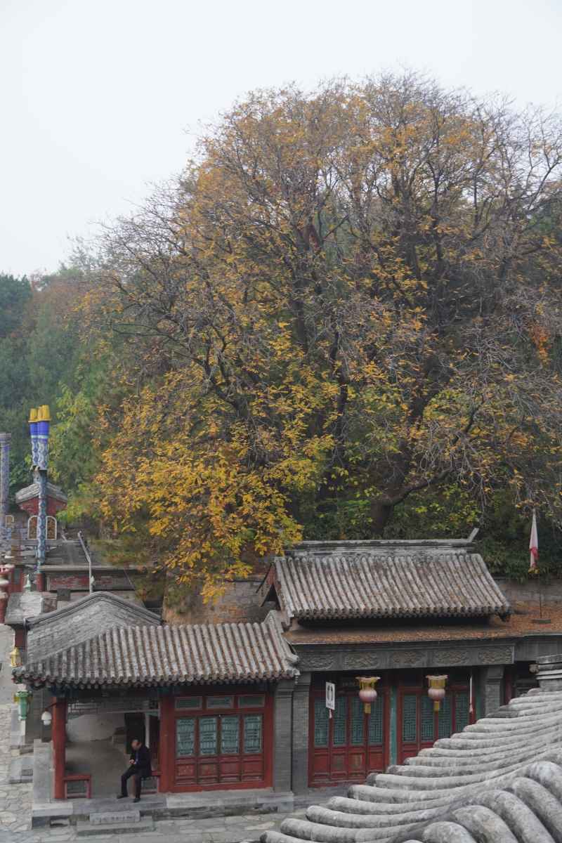 园中古树