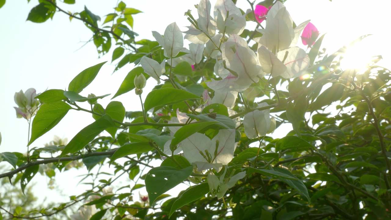 逆光白色花