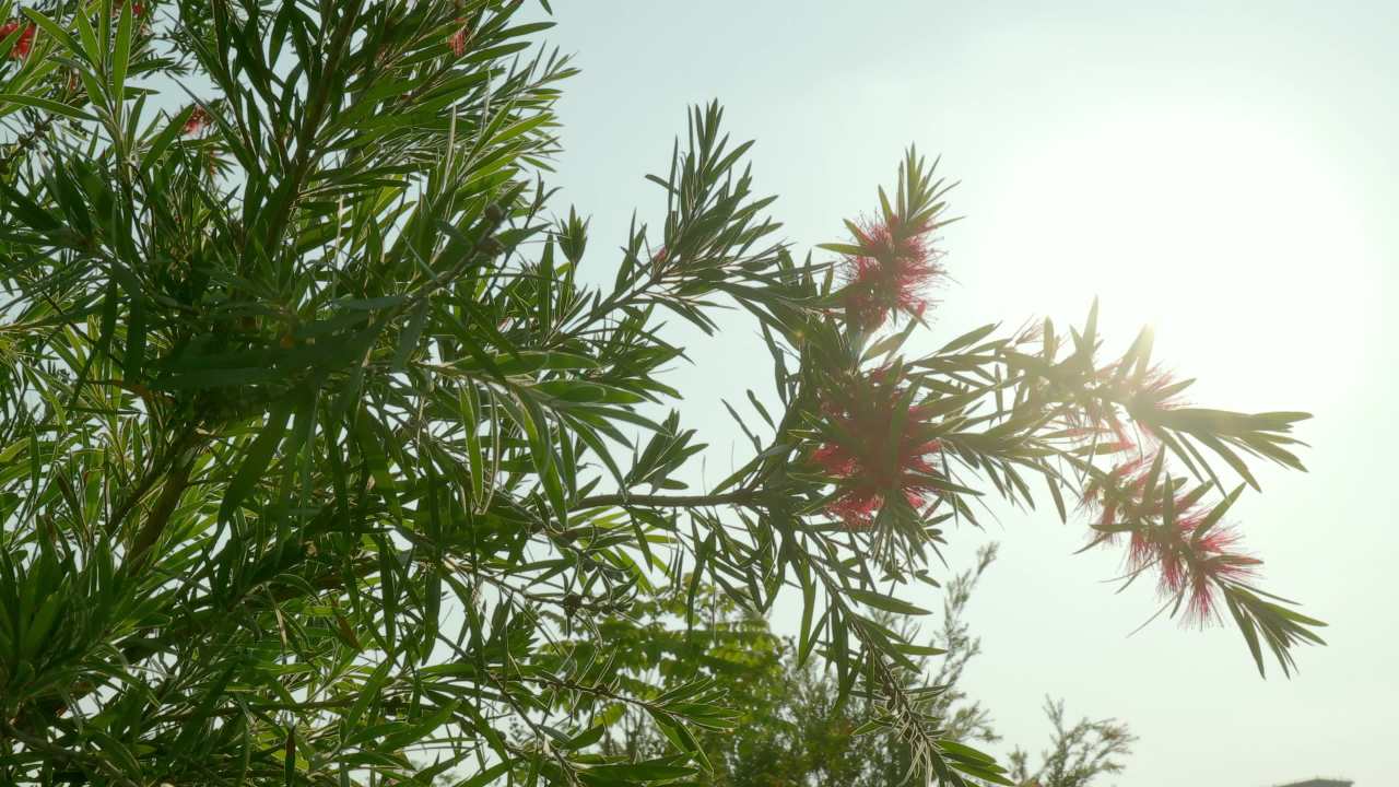 逆光的植物 天空