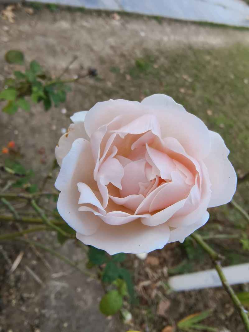 粉花