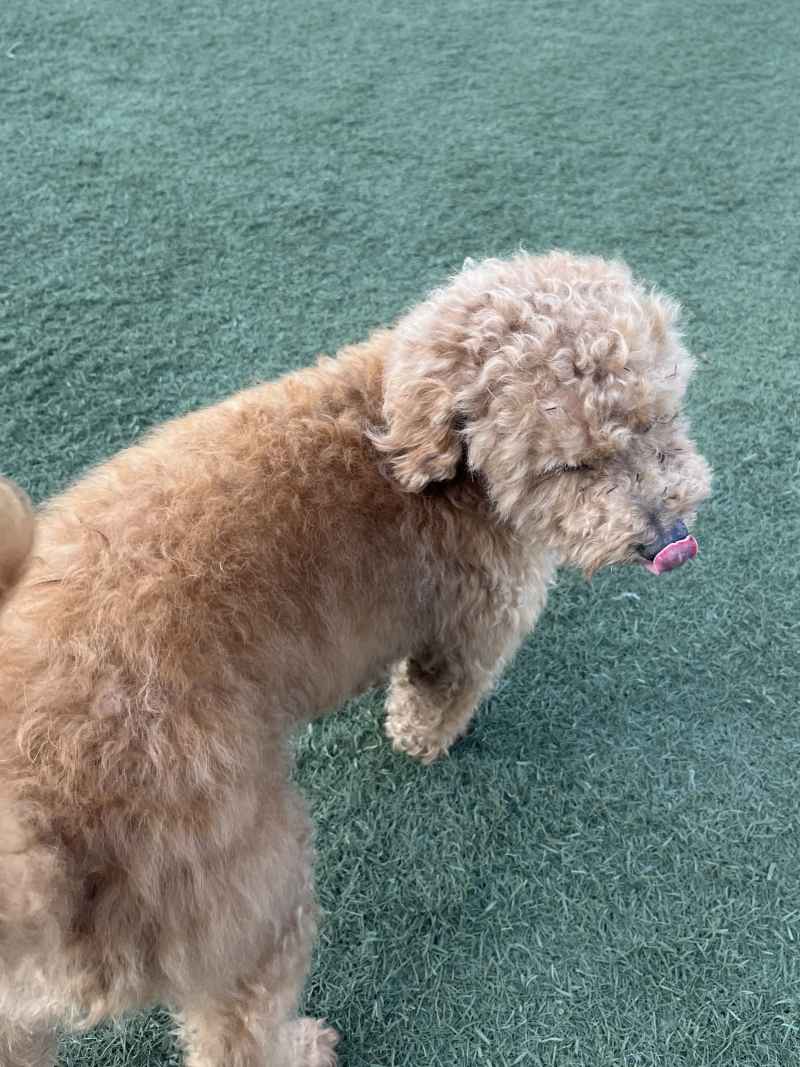 吐舌头的泰迪狗