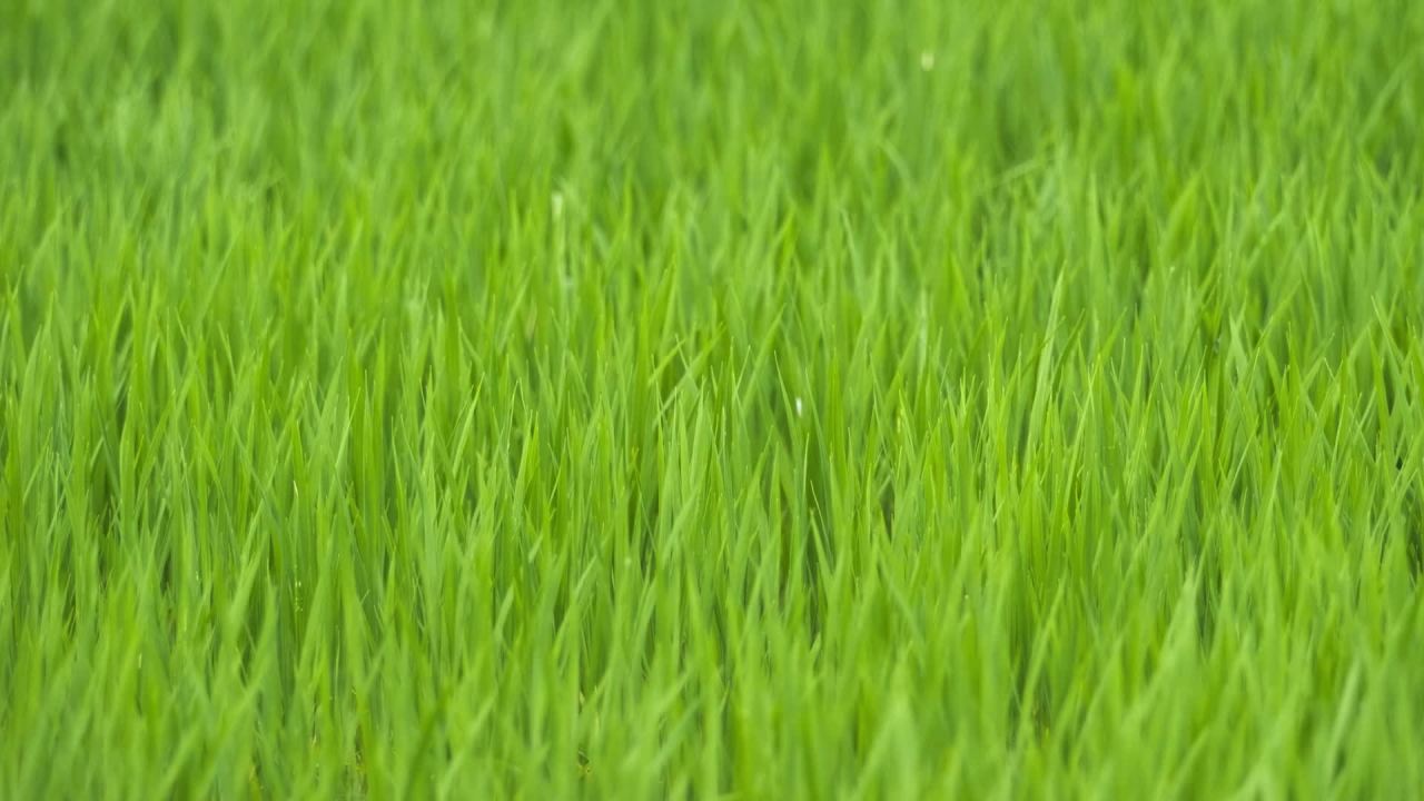 农村水稻田野粮食庄稼 27