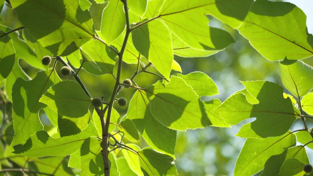 植物树木树叶绿色 2
