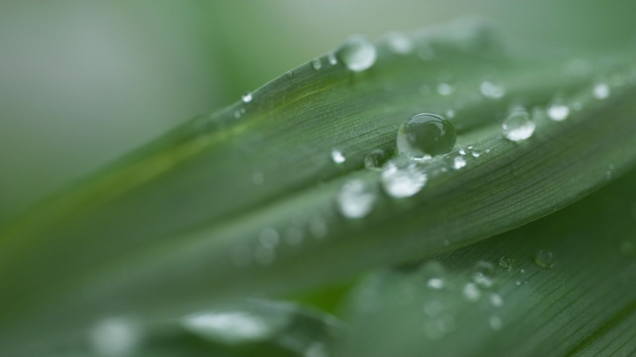 植物树木树叶绿色 15