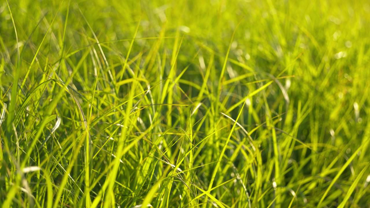 植物树木树叶草丛绿色 9