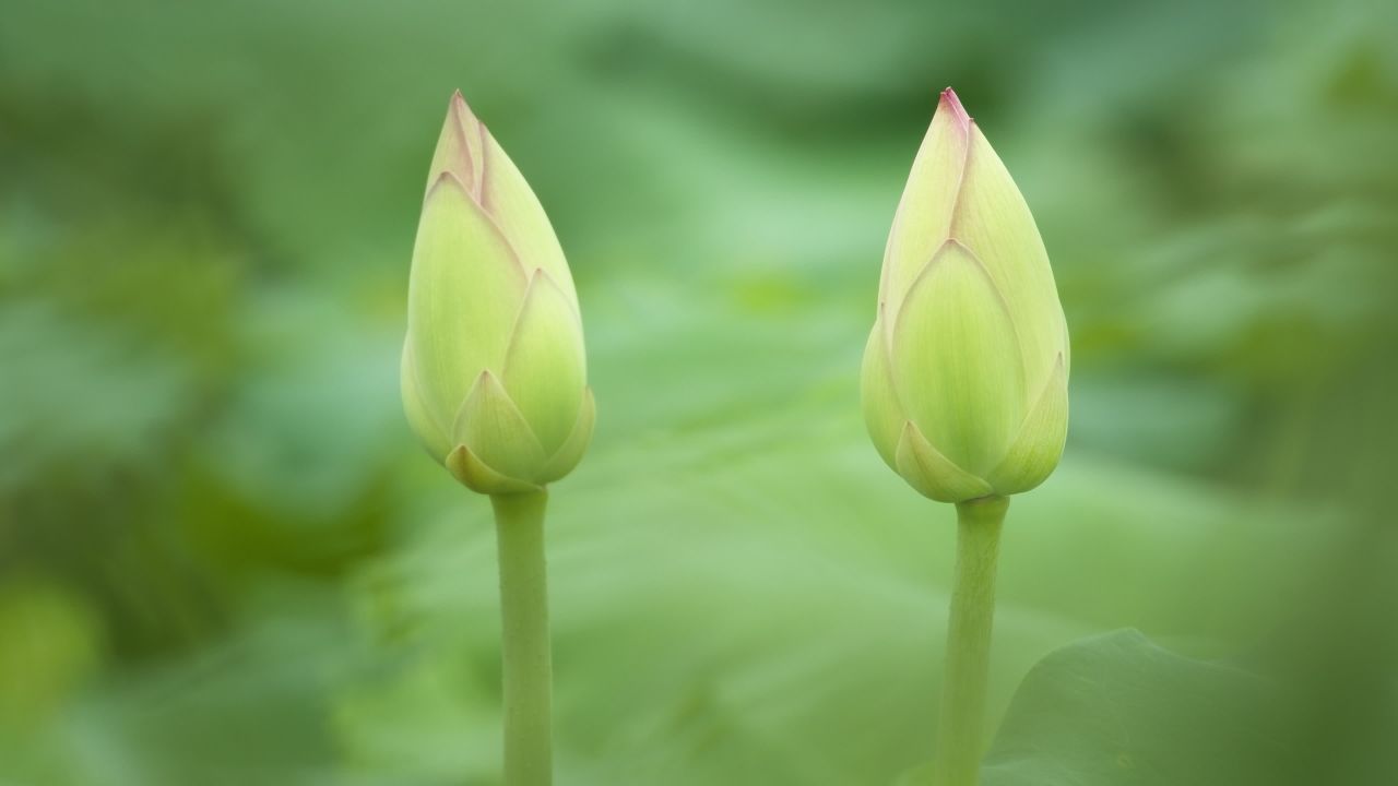 夏天池塘荷花荷叶莲蓬 14