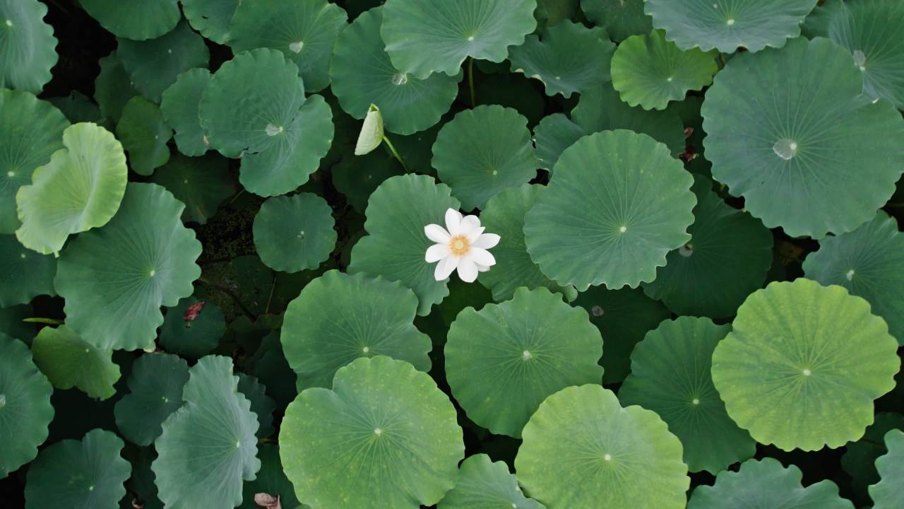 夏天池塘荷花荷叶莲蓬蜻蜓 19