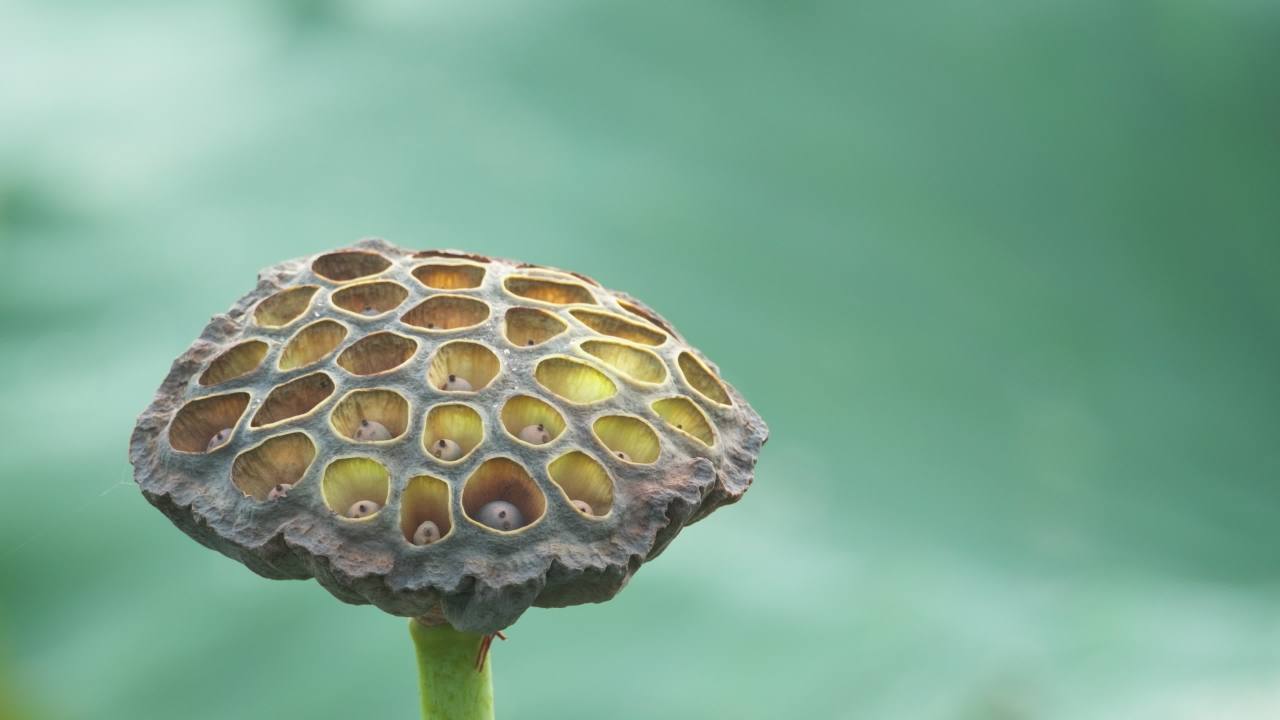 夏天池塘荷花荷叶莲蓬蜻蜓 41