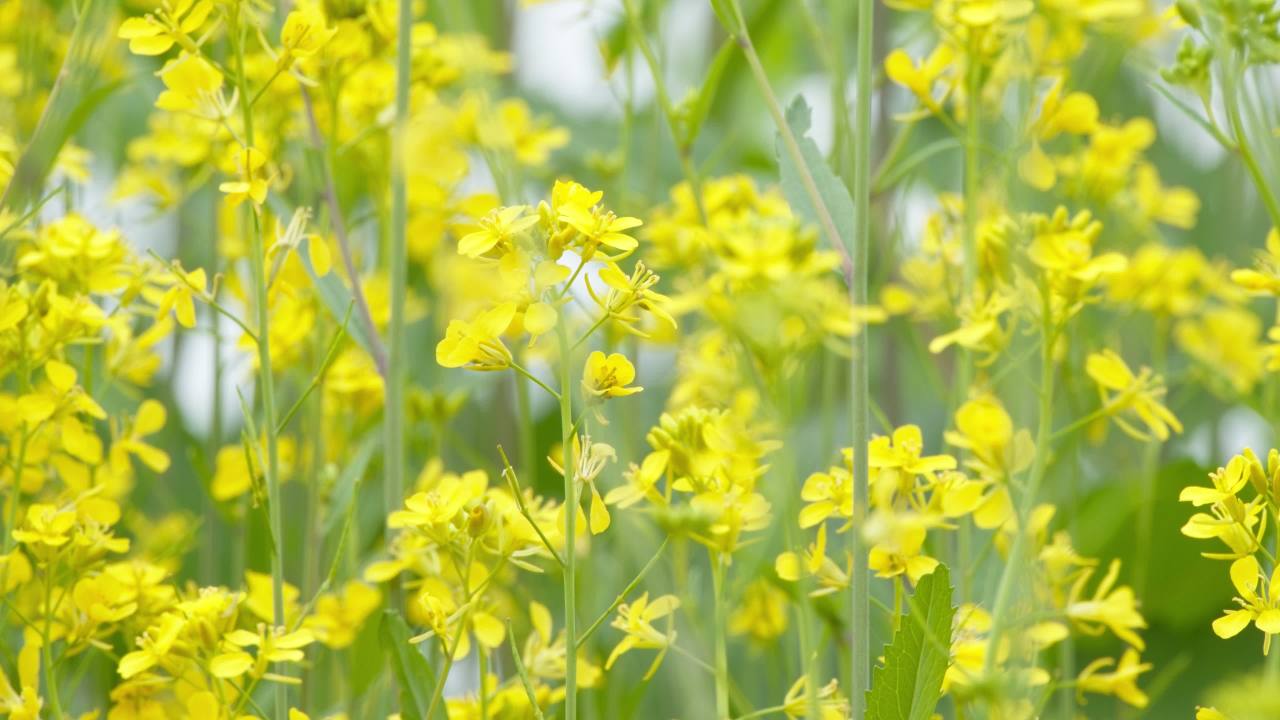 春天农村油菜花田野 47