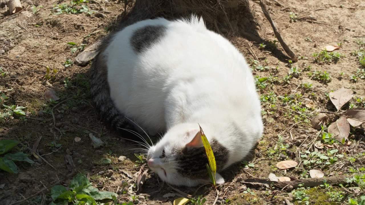 公园的小猫咪流浪猫 11