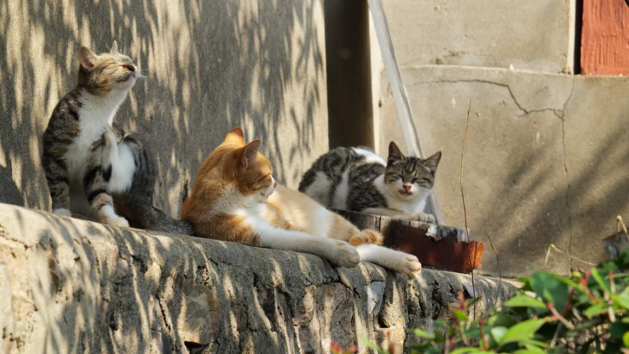 公园的小猫咪流浪猫 20