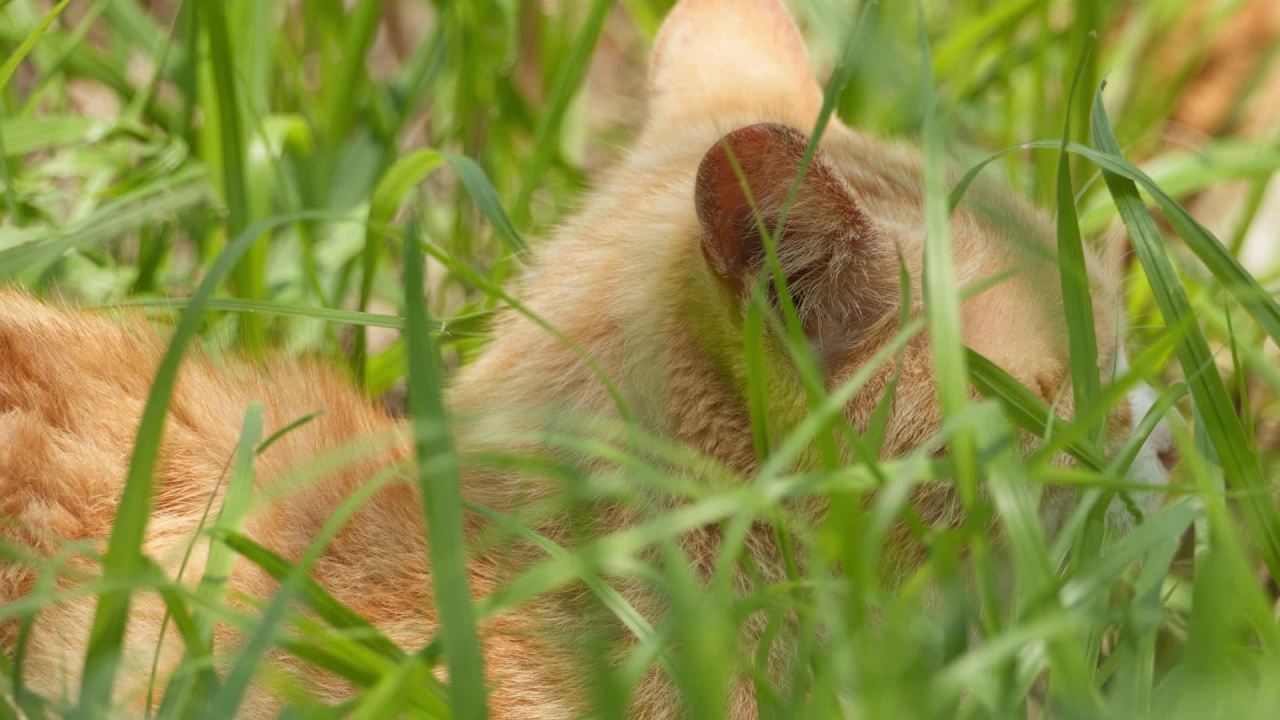 公园的小猫咪流浪猫 33