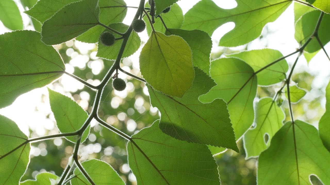树木树叶阳光星芒逆光刺眼 20