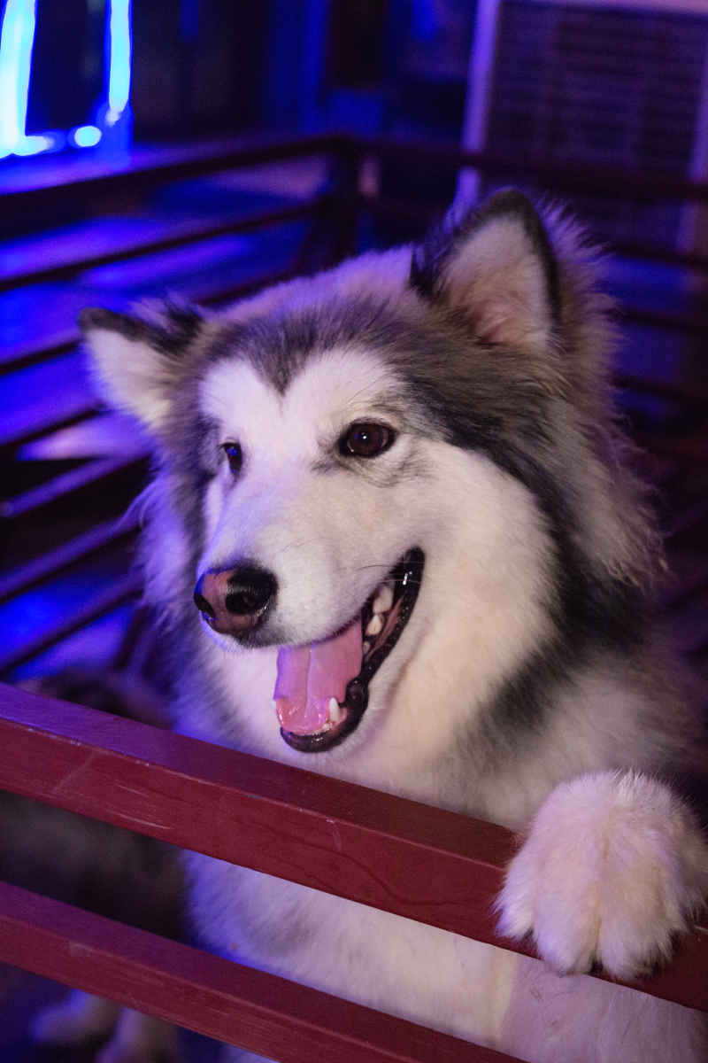 狗