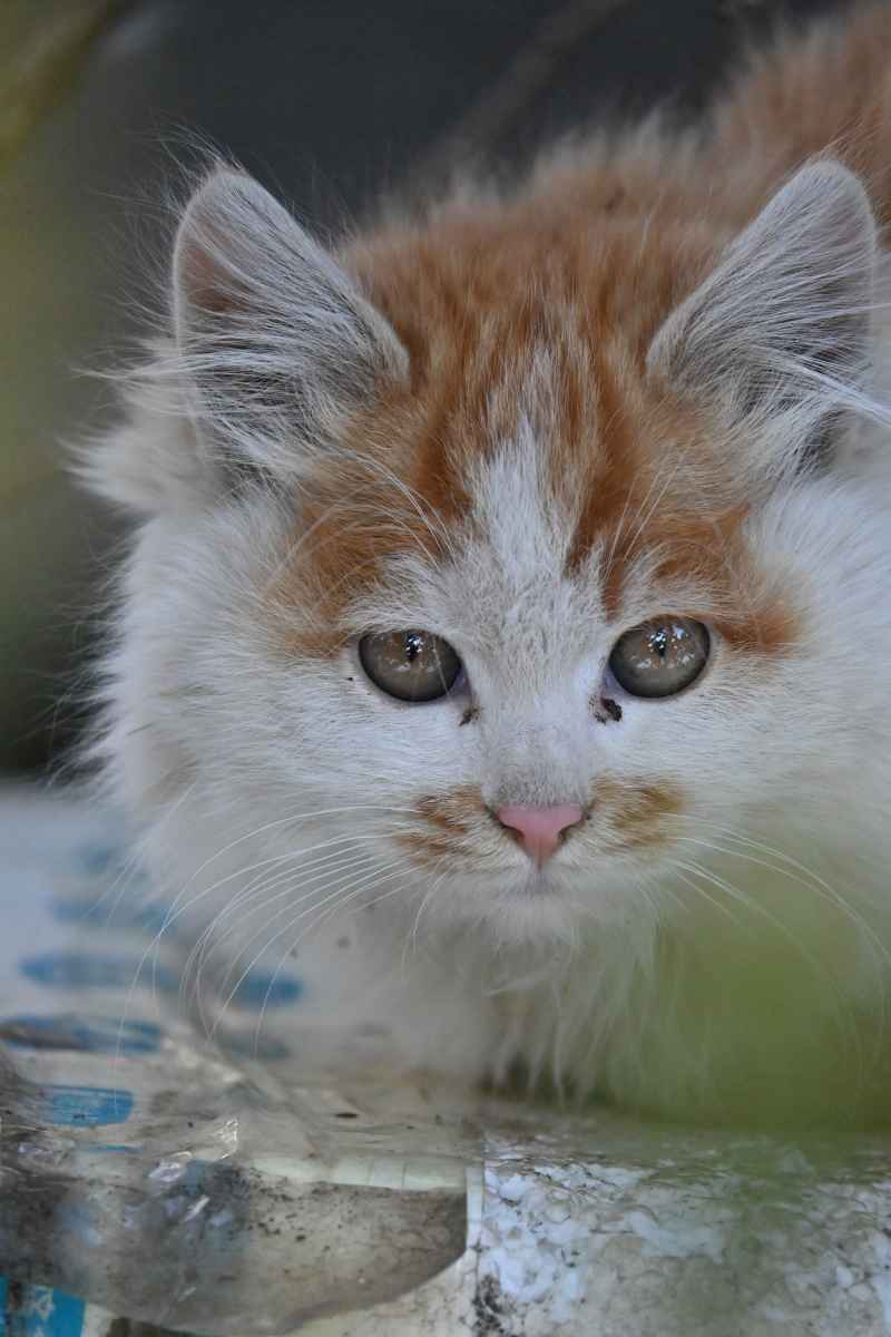 猫咪