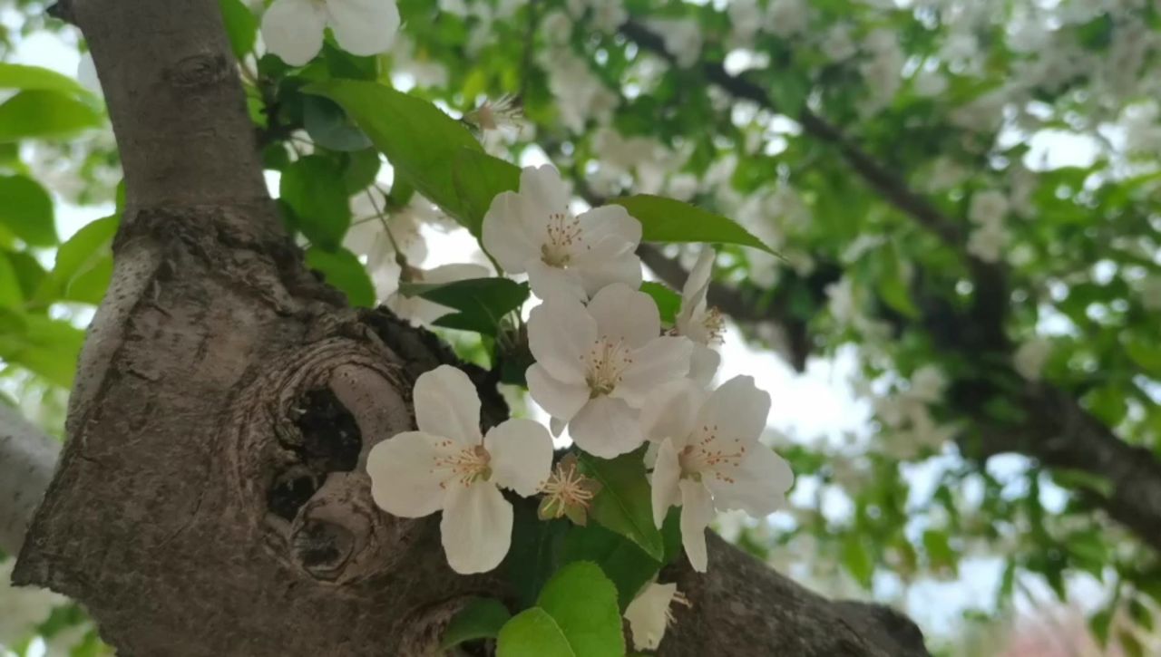 樱花