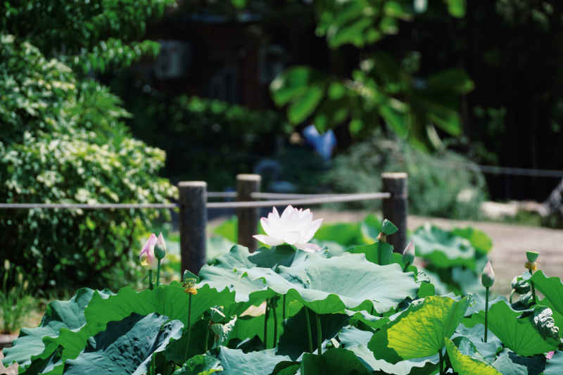 花卉 9