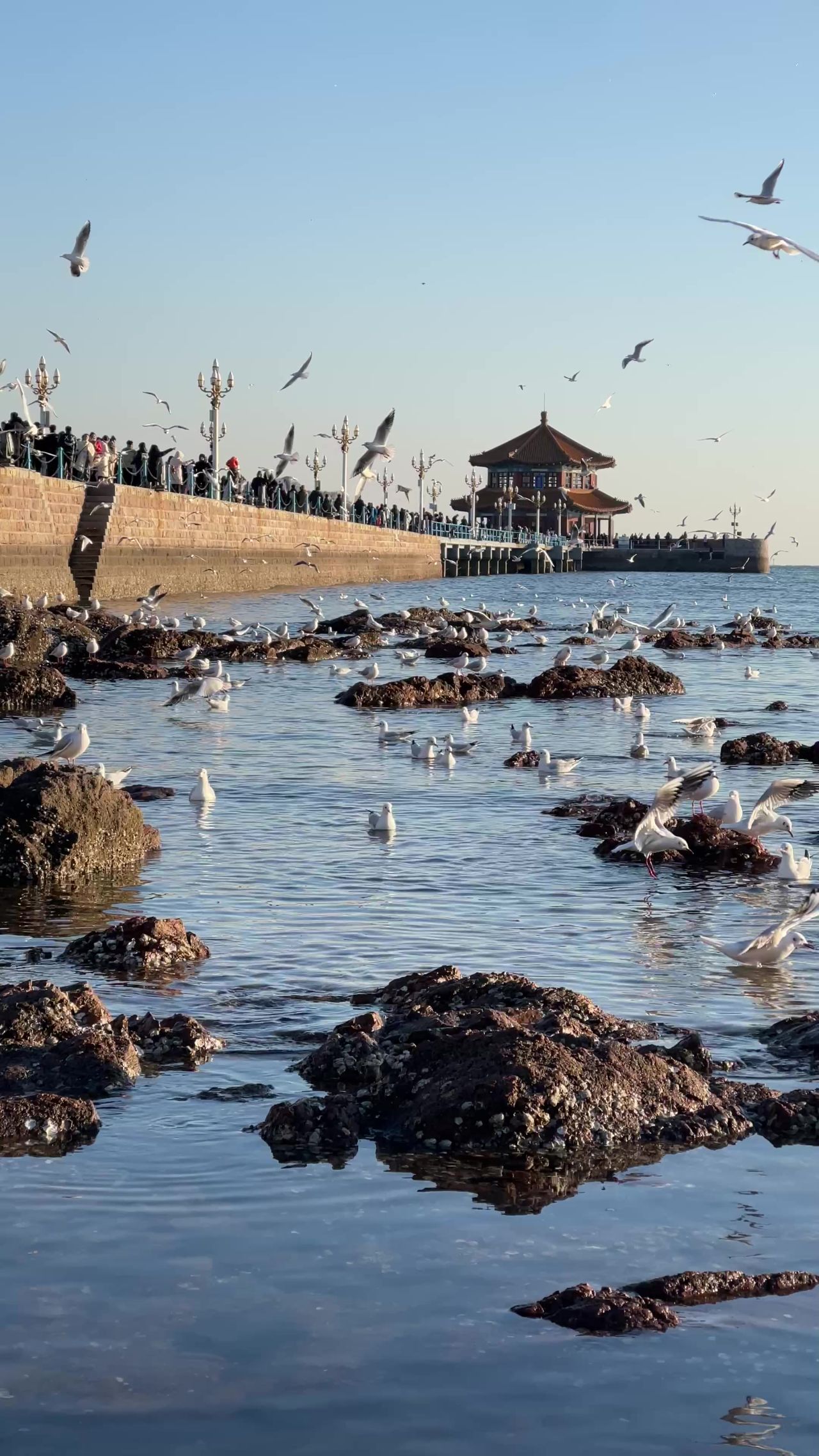 青岛冬天海边栈桥海鸥