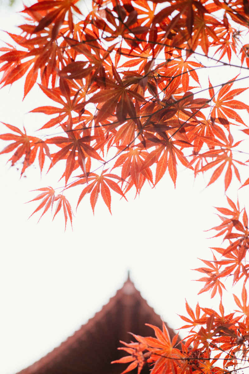 秋天塔楼背景的枫叶