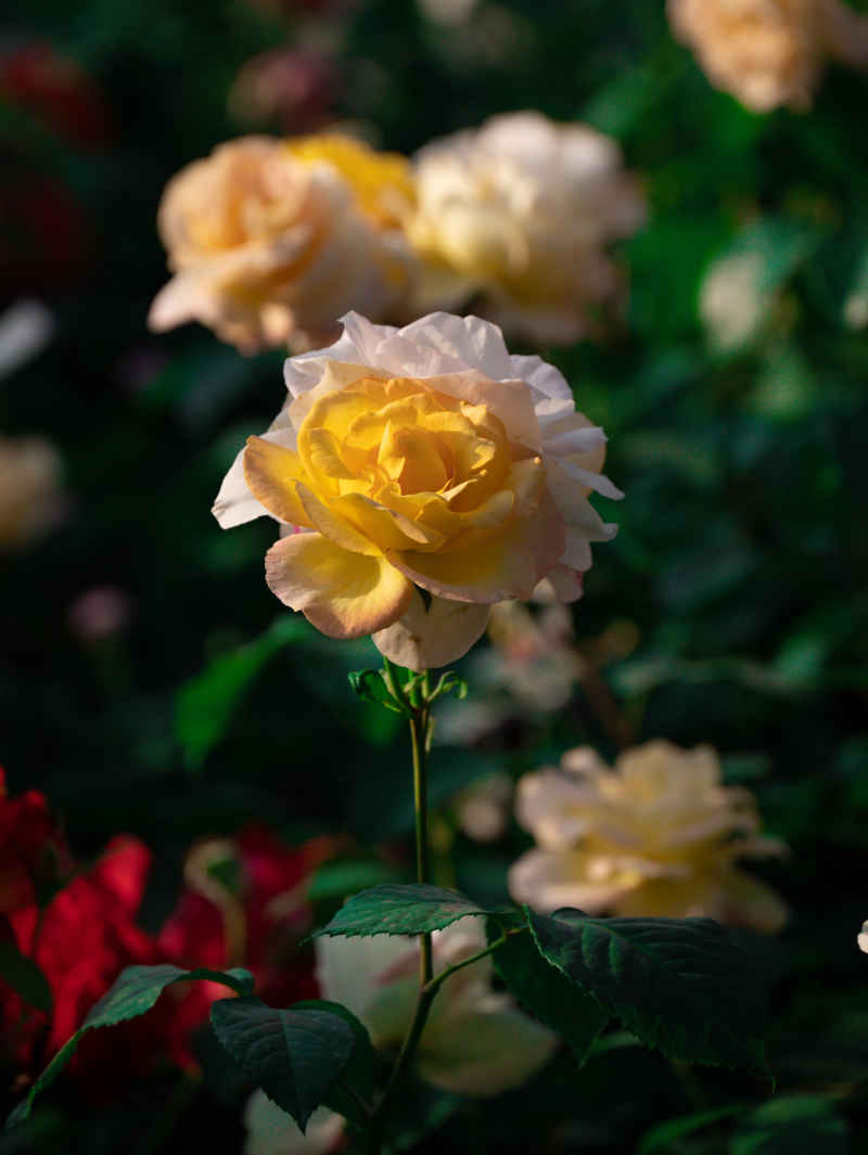 月季花