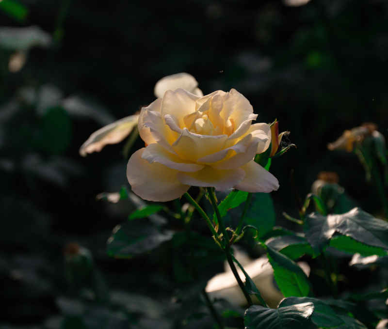 月季花