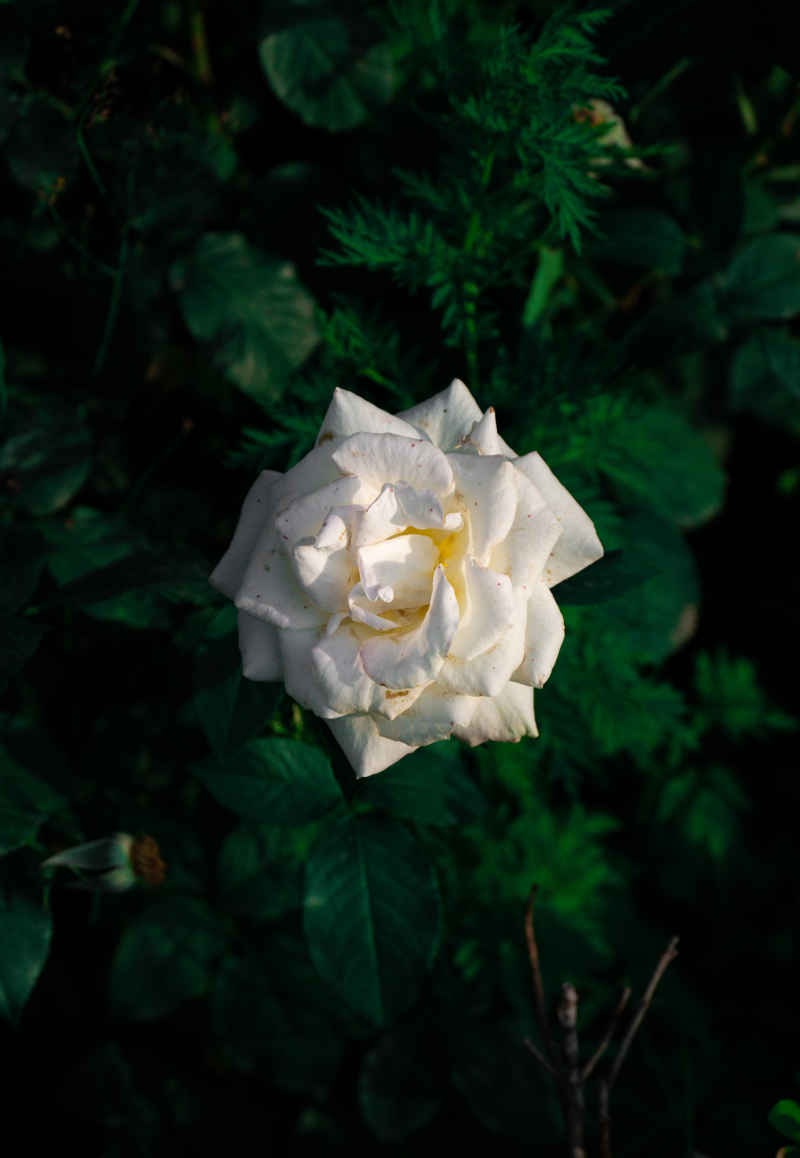 白色月季花