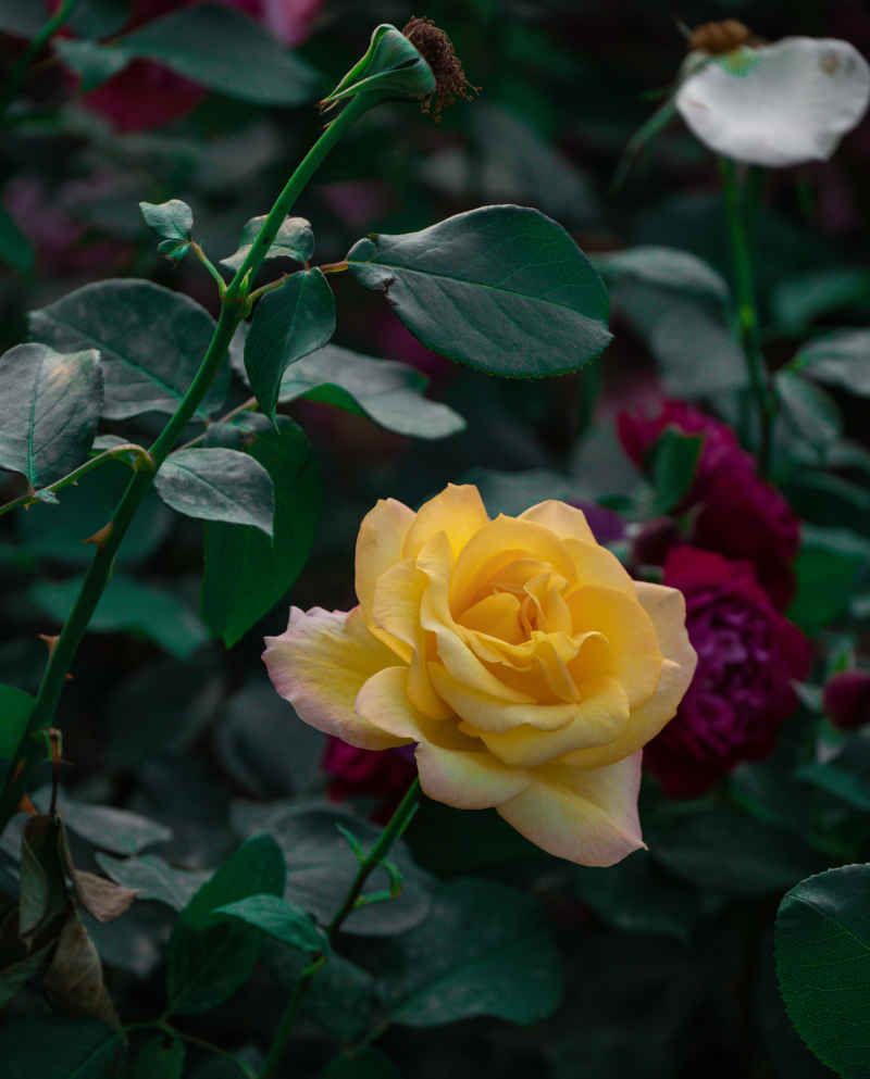 黄色月季花