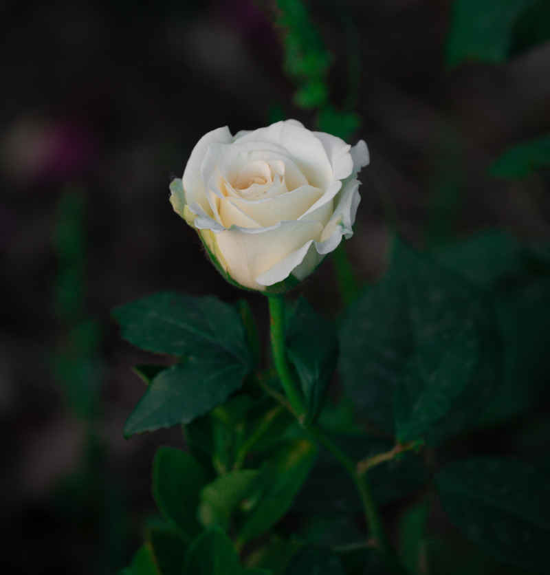 白色月季花