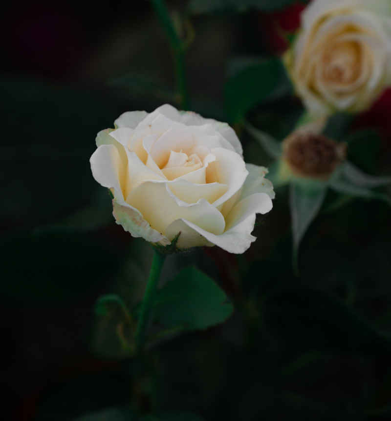月季花
