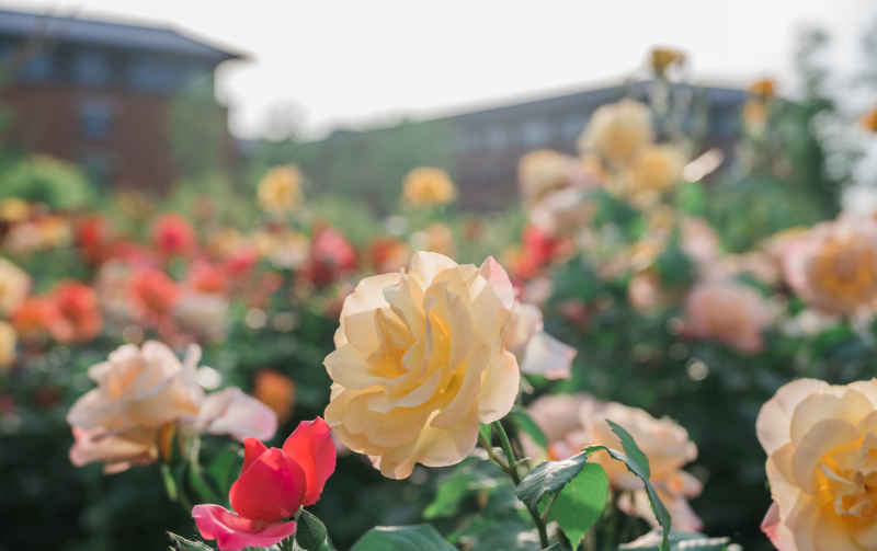 月季花