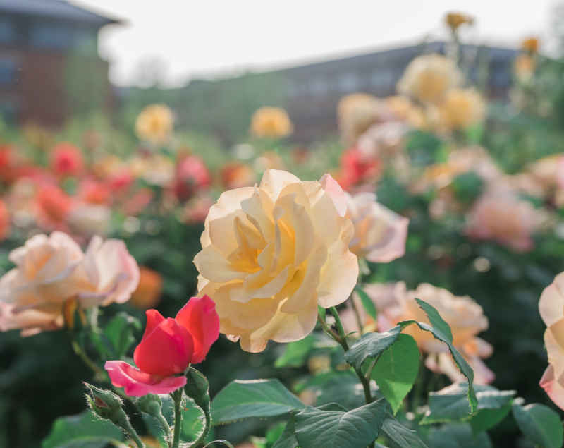 月季花