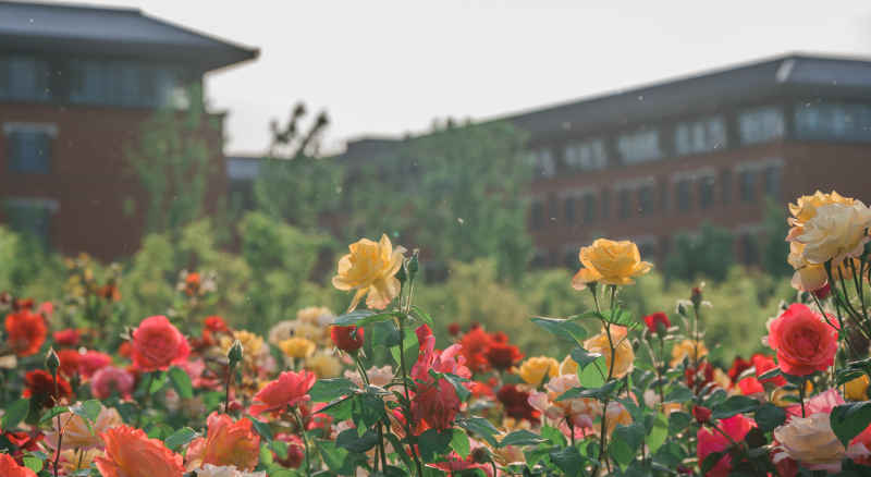月季花