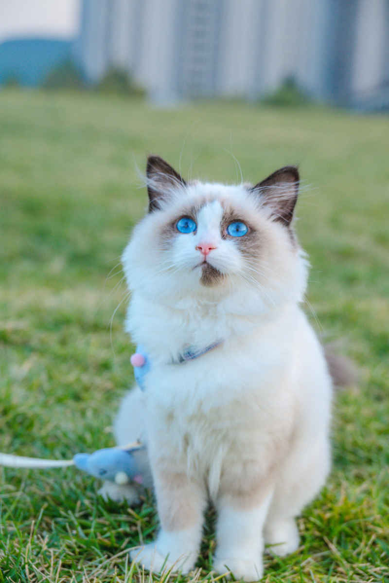 布偶猫