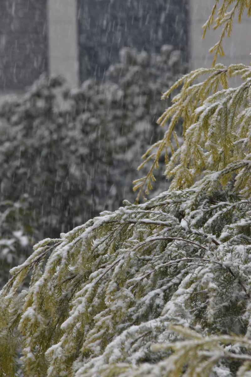 雪压枝头