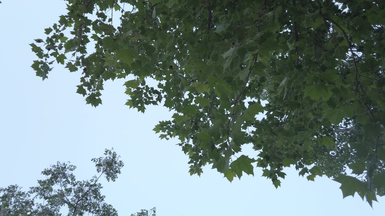 夏天树荫下的天空