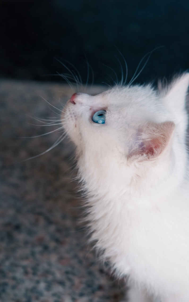 小猫
