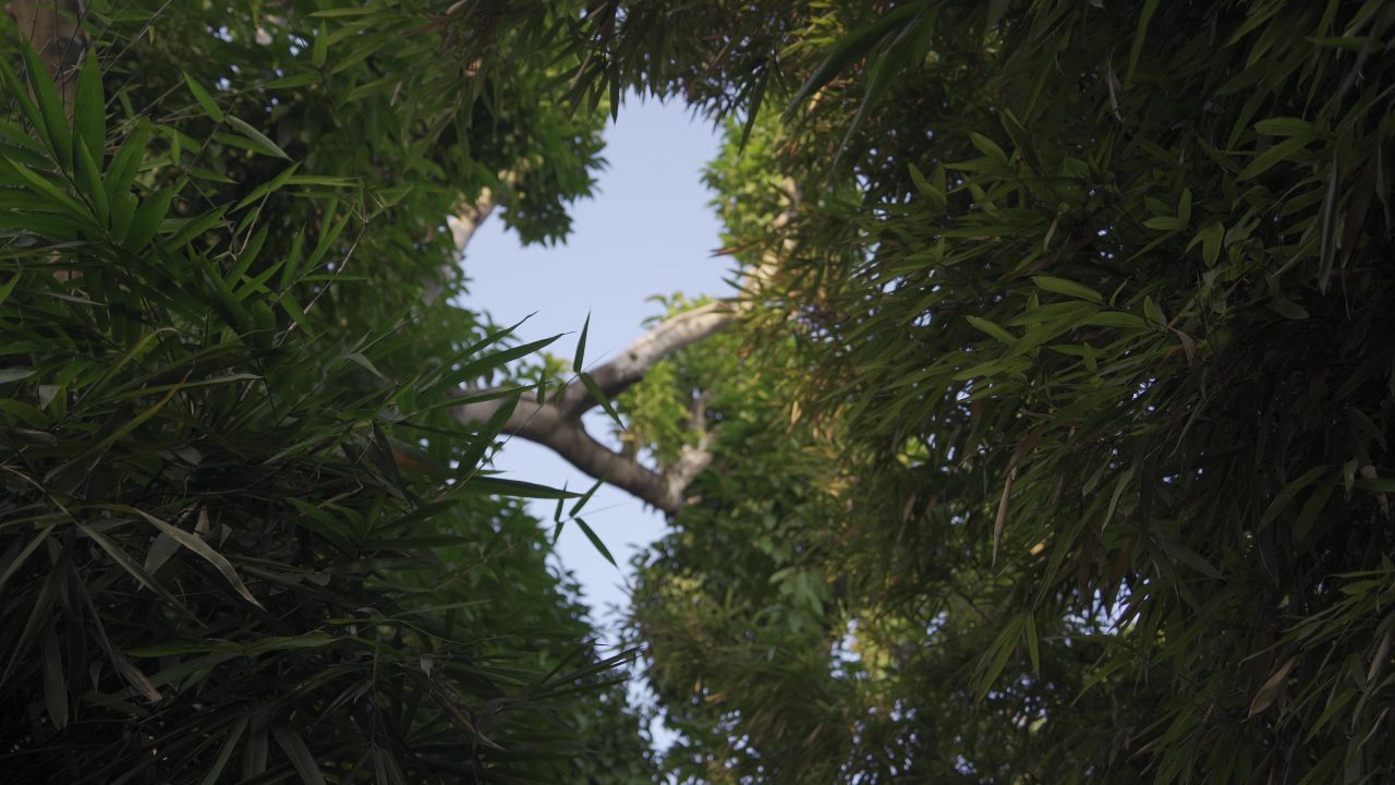 清晖园博物馆内景-竹林仰拍视角