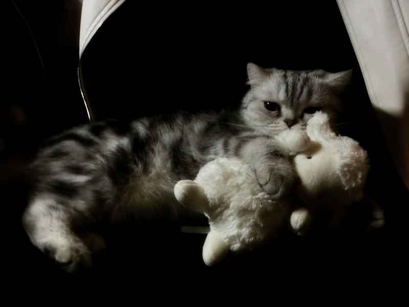 猫
