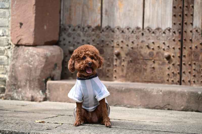 坐在仿古屋门前的穿衣宠物泰迪犬 3
