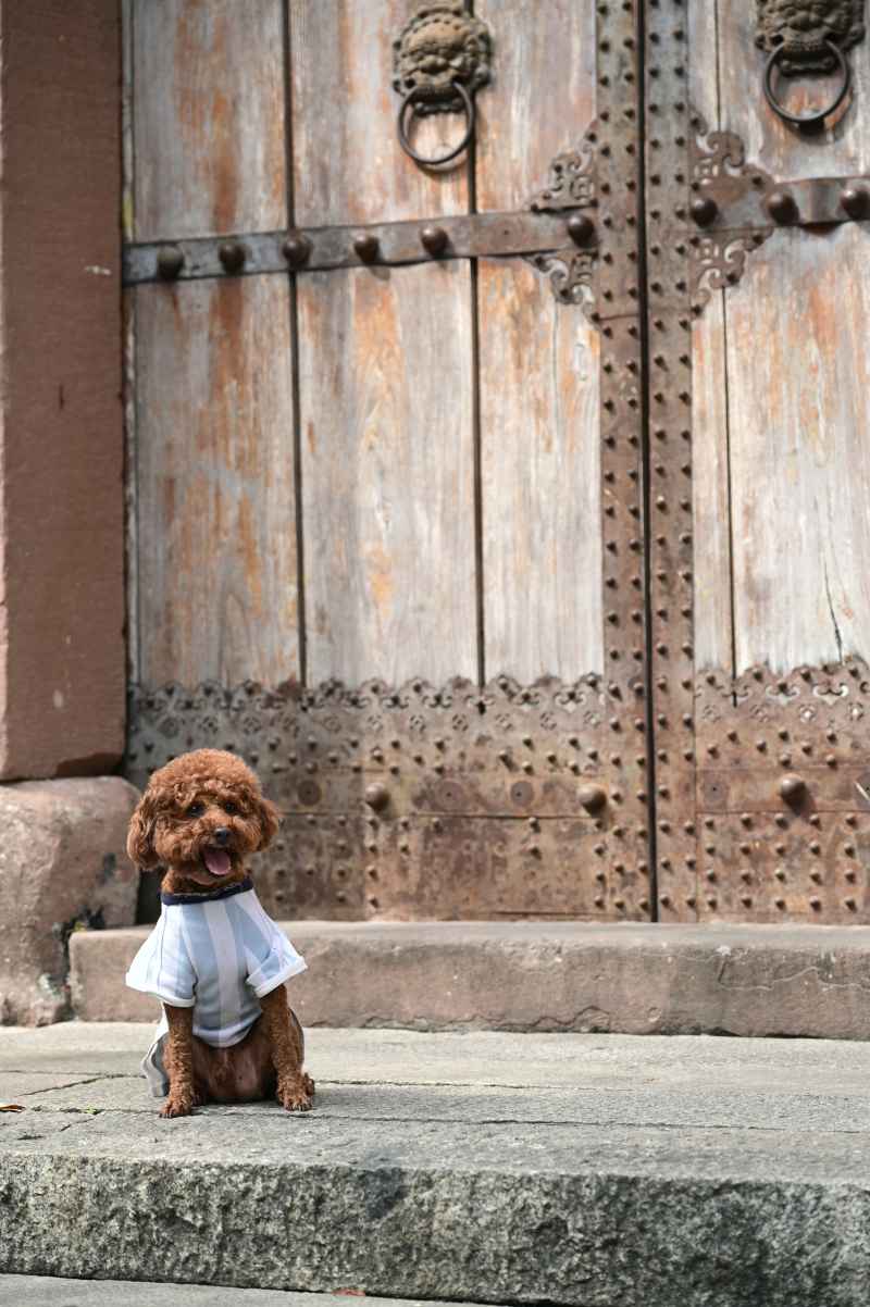 坐在仿古屋门前的穿衣宠物泰迪犬 4