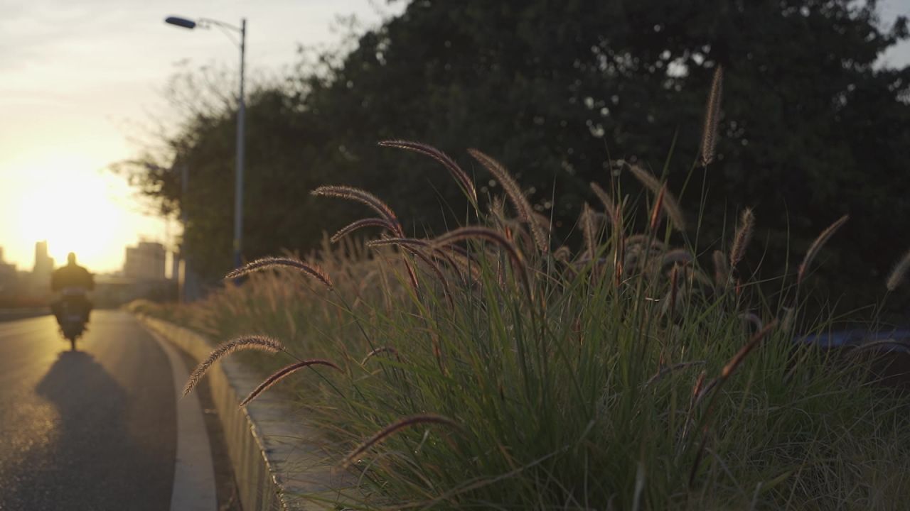夕阳下逆光的城市道路旁狼尾草丛