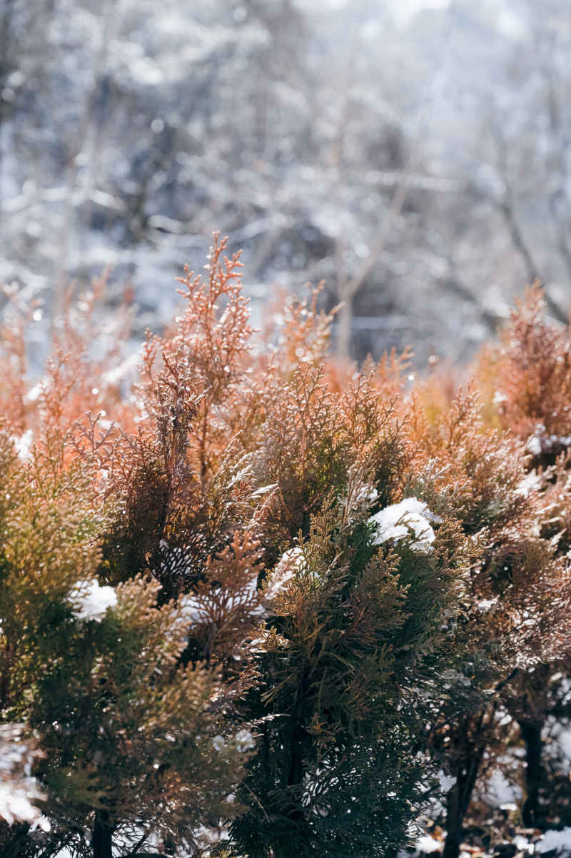 植物与雪