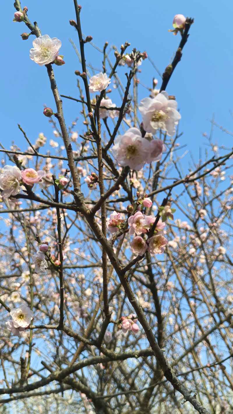 梅花