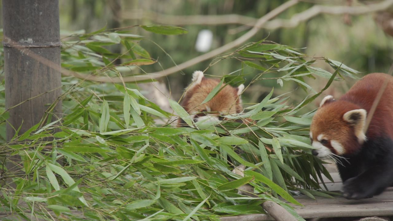 小熊猫红熊猫 2