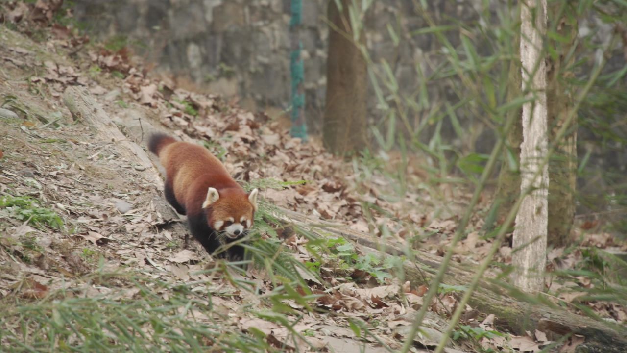 小熊猫红熊猫 5