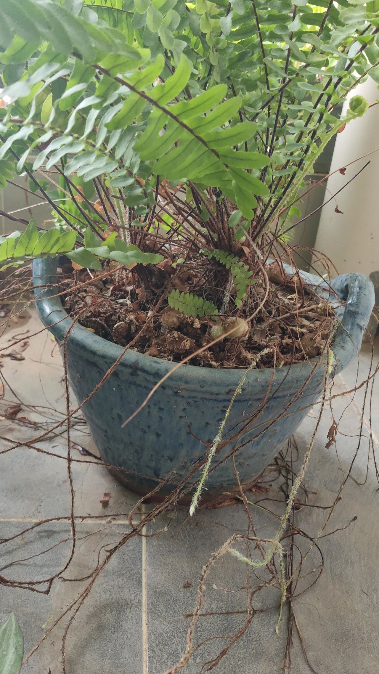 植物